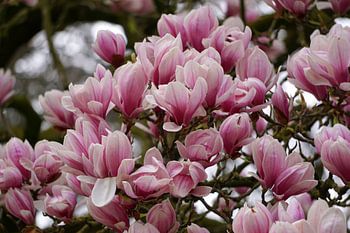Magnolia