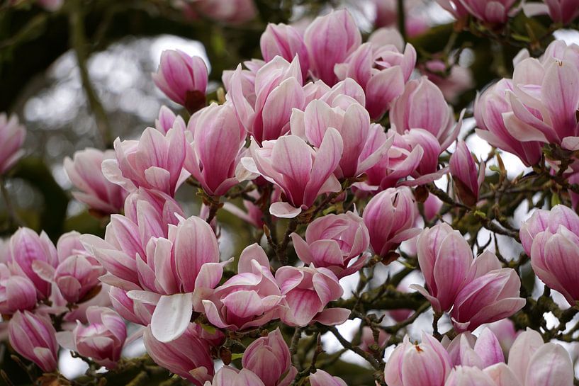 Magnolia van Ineke Klaassen