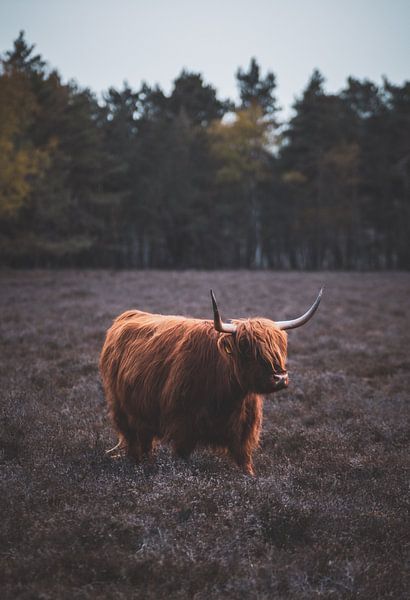Schotse Hooglander, Wezepsche Heide van S van Wezep