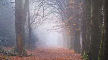 Rijsterbos in the mist by Sabrina de Vries