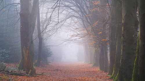 Rijsterbos in de mist