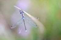 Libelle