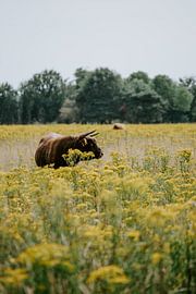 Schottischer Hochlandbewohner in Huis ter Heide von Jessica Arends