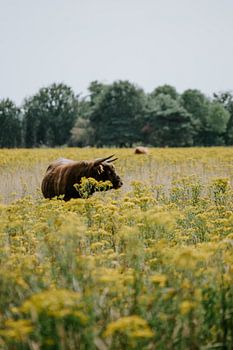 Highlander écossais à Huis ter Heide