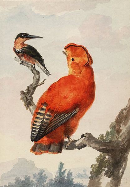 Oranje rotshaan en een ijsvogel (na 1730-voor 1792), Aert Schouwman van Teylers Museum