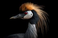 Grey Crown Crane Black Background by Digitale Schilderijen thumbnail