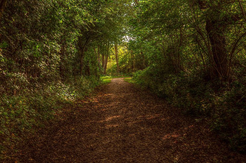 forest by Agostino Lo Coco