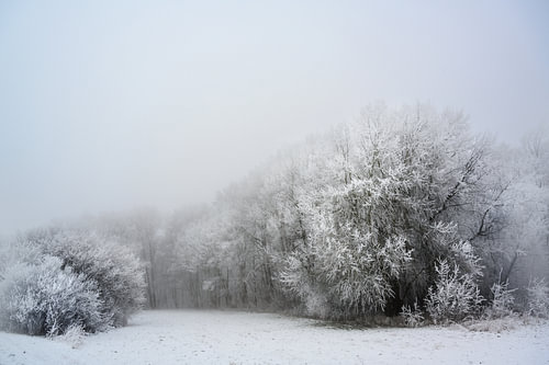 gefrorene kahle Bäume mit Rauhreif auf einer Waldlichtung, graue Landschaft an einem kalten, neblige