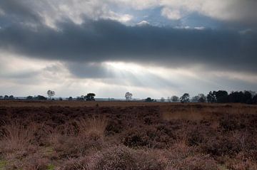 Strabrecht Heide von Ooks Doggenaar