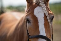 Pure Eleganz eines Pferdes