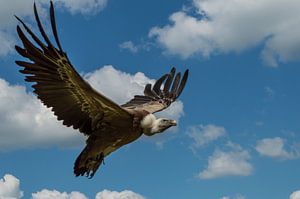 Fliegender Geier