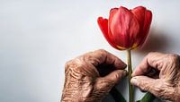 Bejaarde man met een tulp van Mustafa Kurnaz thumbnail