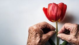 Bejaarde man met een tulp