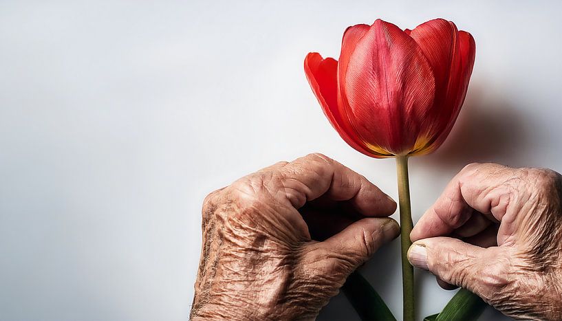 Bejaarde man met een tulp van Mustafa Kurnaz