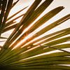 ✨ Zonlicht door Palmen  ✨ van Niels Bronkema