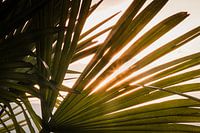 ✨ Sunlight through Palms ✨