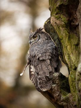 African Eagle Owl in a Tree by KB Design & Photography (Karen Brouwer)