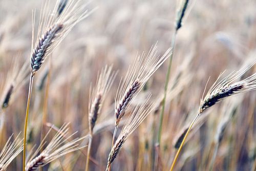 Zomergerstveld in Bollmannsruh