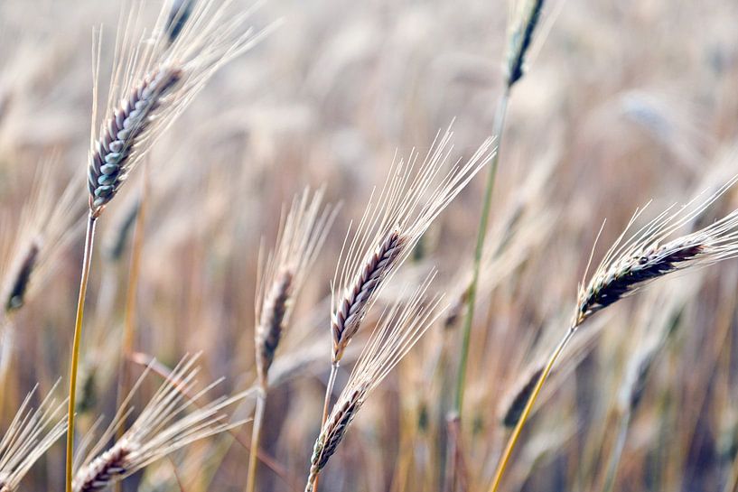 Zomergerstveld in Bollmannsruh van Silva Wischeropp