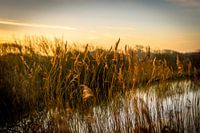gold reed