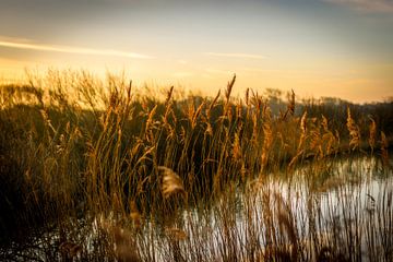 gold reed by claes touber