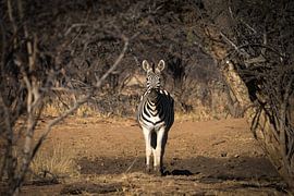 zebra by Ed Dorrestein