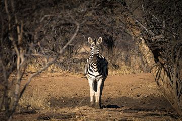 zebra van Ed Dorrestein