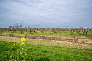 Schapen bij fruitbomen