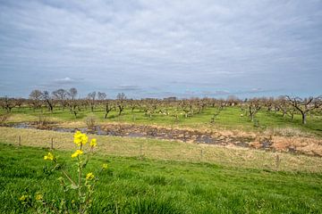 Schapen bij fruitbomen van Moetwil en van Dijk - Fotografie