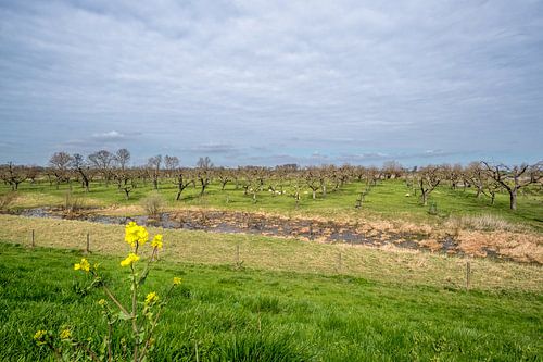 Schapen bij fruitbomen