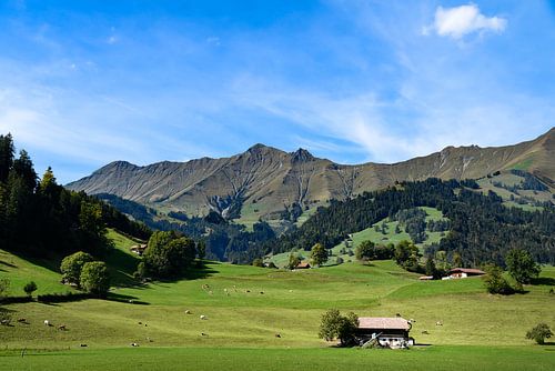 Green oasis of calm in the Swiss Alps