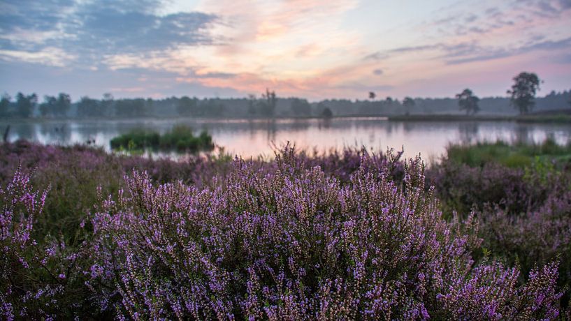 Heide ven zonsopkomst van Chantal van Dooren