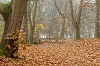Hollands herfst kleuren in het bos