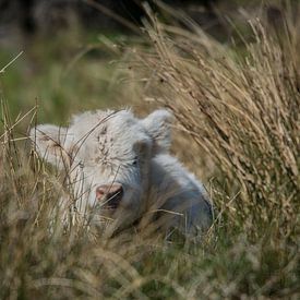 Highlander écossais se cachant dans l'herbe sur Marc van Tilborg