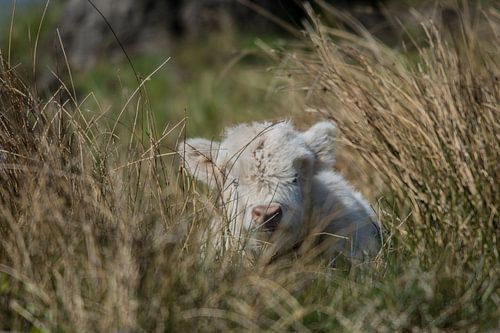 Schottischer Highlander versteckt sich im Gras von Marc van Tilborg