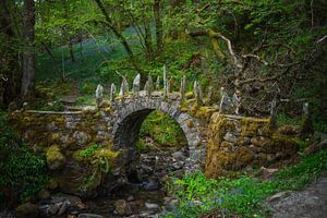 Le pont caché de la forêt