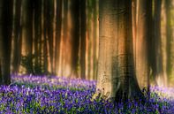 View in blue forest van Wim van D thumbnail