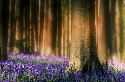 Blick in blauen Wald