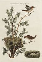 Motacilla Troglodytes - Wren Koninkje, Van Nederlandsche Vogelen, Cornelis Nozeman