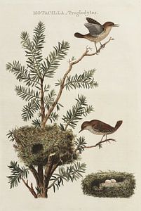 Motacilla Troglodytes - Wren Koninkje, Van Nederlandsche Vogelen, Cornelis Nozeman sur Teylers Museum