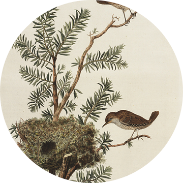Motacilla Troglodytes - Winterkoninkje, van Nederlandsche Vogelen, Cornelis Nozeman van Teylers Museum