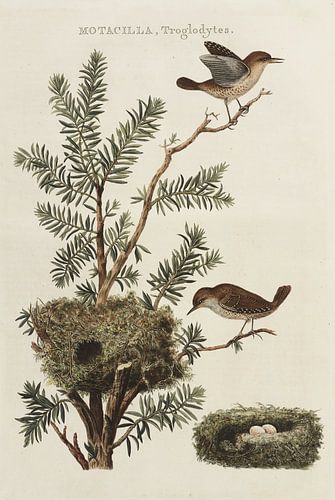 Motacilla Troglodytes - Winterkoninkje, van Nederlandsche Vogelen, Cornelis Nozeman