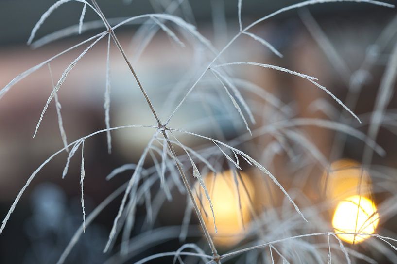 Wintermorgen von Cora Koning