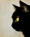 Portret van een kat van Jan Keteleer (JanKé): Een reis voorbij het canvas thumbnail