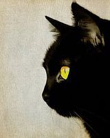 Portret van een kat