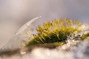 Mousses de cheveux entre la glace en hiver