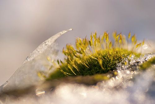 Moss between ice in the winter.