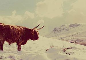 Schottischer Highlander Highland Cow Cattle