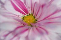 Heart of wormwood flower