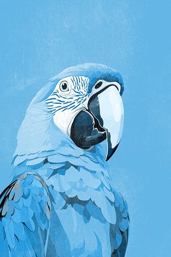 Ara Papegaai in Blauw